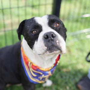BEAR, American Staffordshire Terrier, adult, available for adoption
