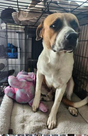 A819488, Saint Bernard, adult, available for adoption
