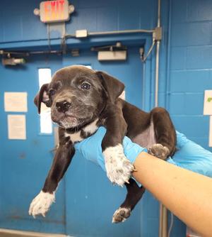 AXEL ROSE, Labrador Retriever, puppy, available for adoption