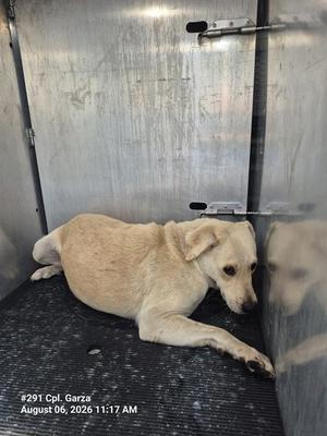 AILEEN CLAWDETTE, Labrador Retriever, adult, available for adoption