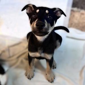 ARIA, Labrador Retriever, puppy, available for adoption