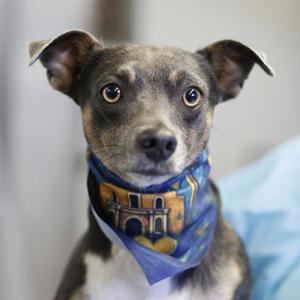 ARES JOSHUA, Terrier, adult, available for adoption