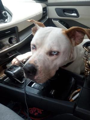 AMOUR, American Staffordshire Terrier, adult, available for adoption