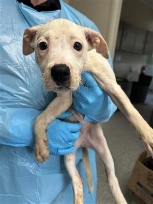 ARIANA, Pointer, puppy, available for adoption