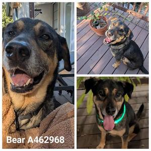 BEAR, Rottweiler, senior, available for adoption