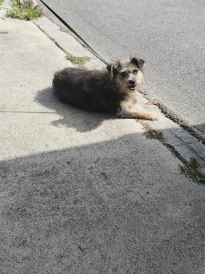 1-4, Terrier, adult, available for adoption