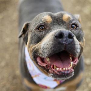 AMMO, Staffordshire Bull Terrier, senior, available for adoption