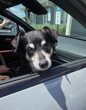 ADAM, Rat Terrier, senior, available for adoption
