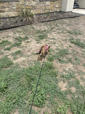 ALIYA, Chihuahua, young, available for adoption