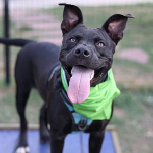 APOLLO, Staffordshire Bull Terrier, adult, available for adoption