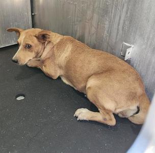 A brown dog lying on a black floor, with its head resting on the ground and its body stretched out. The dog appears to be in a confined space with a gray wall in the background.