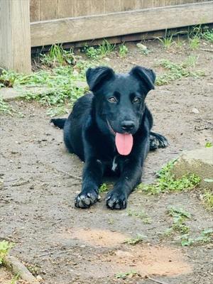 ASTROPHEL, Australian Shepherd / Belgian Shepherd Malinois, adult, available for adoption