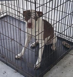 A brown and white dog sitting inside a metal cage.