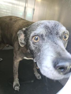 1-1, American Staffordshire Terrier, senior, available for adoption