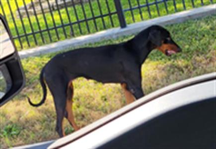 A829937, Doberman Pinscher, young, available for adoption