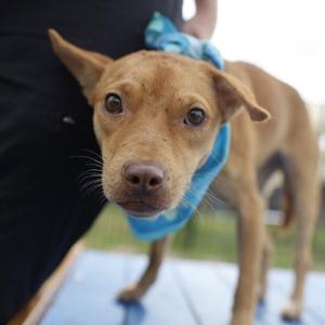 BELL, American Staffordshire Terrier, young, available for adoption
