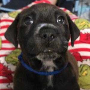 BADGER, Labrador Retriever, puppy, available for adoption