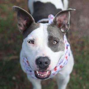 AMBER, American Staffordshire Terrier, adult, available for adoption