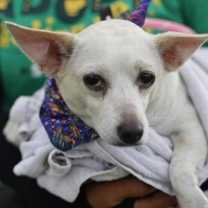 BABY, Chihuahua, adult, available for adoption