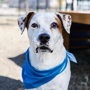 ARLO, American Staffordshire Terrier, adult, available for adoption