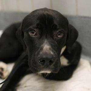 BACH, Terrier, adult, available for adoption