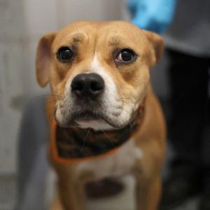 AL, American Staffordshire Terrier, young, available for adoption