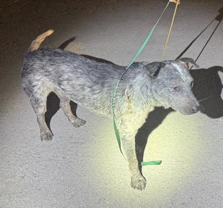 A gray and white dog with a green leash standing on a concrete surface.
