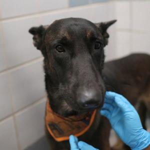 ARISTOTLE, Belgian Shepherd Malinois, adult, available for adoption