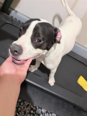 A830020, American Staffordshire Terrier, young, available for adoption