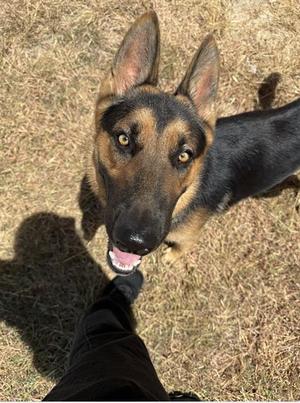 AIRBUD, German Shepherd Dog, adult, available for adoption