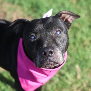 BARBIE, American Staffordshire Terrier, senior, available for adoption