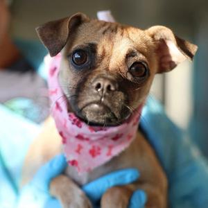 ANNE, Pug, young, available for adoption