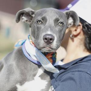 ARIZONA, American Staffordshire Terrier, young, available for adoption