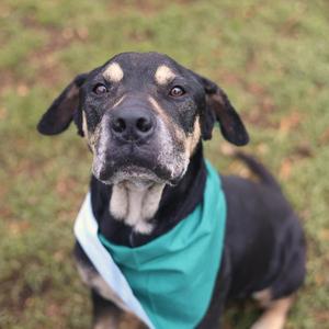 ALEXANDER, Rottweiler, adult, available for adoption