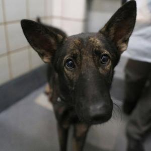 AGNES, Belgian Shepherd Malinois, adult, available for adoption