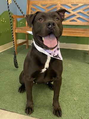 *Rebekah, Pit Bull Terrier, adult, available for adoption