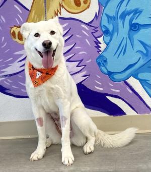 *Lisa, Siberian Husky Mix, adult, available for adoption