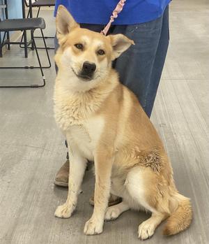 A tan and white dog with pointed ears sits on a light-colored floor, with a person's legs visible behind it.