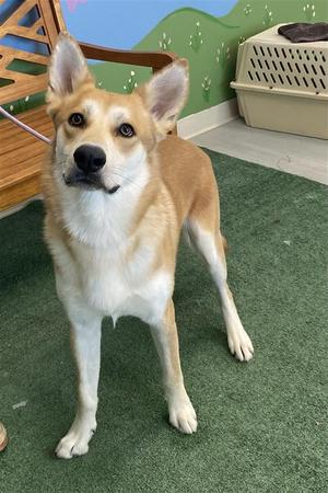 *Elden, Alaskan Husky, adult, available for adoption