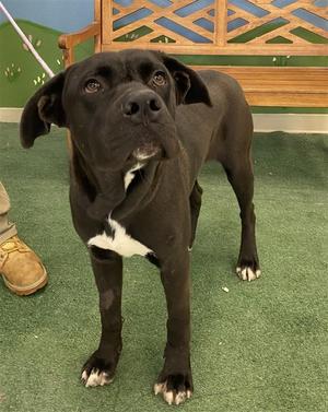 A black dog with a white patch on its chest stands on a green carpeted floor, looking up with a curious expression. The dog has floppy ears and a muscular build, and is positioned in front of a wooden bench with a decorative lattice back. A person's foot in a brown shoe is visible to the left of the dog.