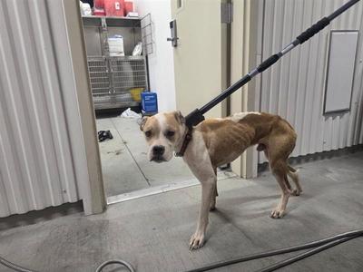 A thin dog on a leash standing in a shelter or kennel area.