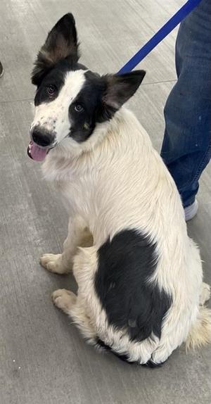 *Dutton, Collie - Rough Mix, adult, available for adoption