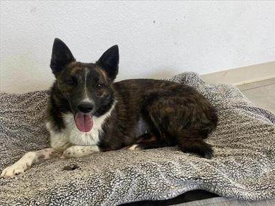 *Misty Rose, Australian Cattle Dog Mix, young, available for adoption