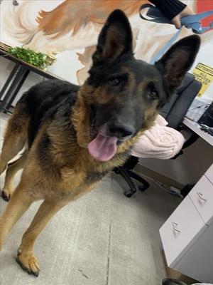 *Lester, German Shepherd Dog, senior, available for adoption