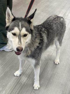 A Siberian Husky dog standing on a wooden floor, looking directly at the camera with its mouth slightly open, revealing its tongue. The dog has a black and white coat with pointed ears and is wearing a red leash.