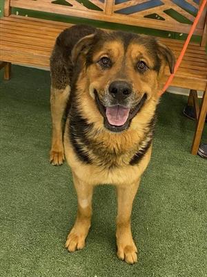 A happy dog with a black and tan coat standing on a green carpeted floor, with a wooden bench in the background.