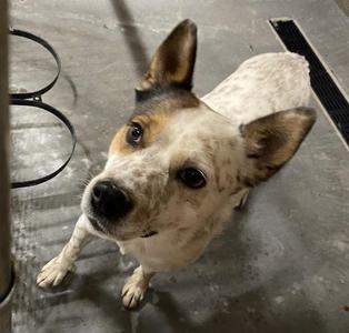 *Garth, Australian Cattle Dog, adult, available for adoption