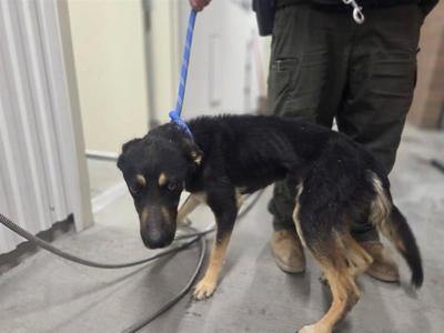 *Chance, German Shepherd Dog Mix, young, available for adoption