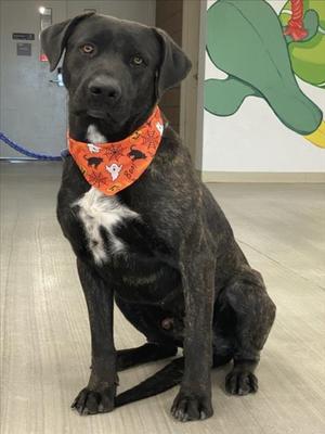*Bullet, Cane Corso and German Shepherd Dog, adult, available for adoption