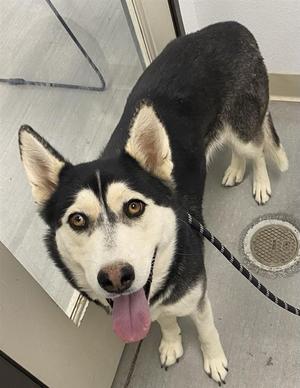 *Astra, Alaskan Husky, adult, available for adoption